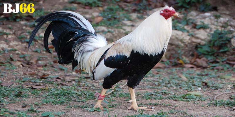 Hướng dẫn cách xem màu chiến kê theo từng mệnh