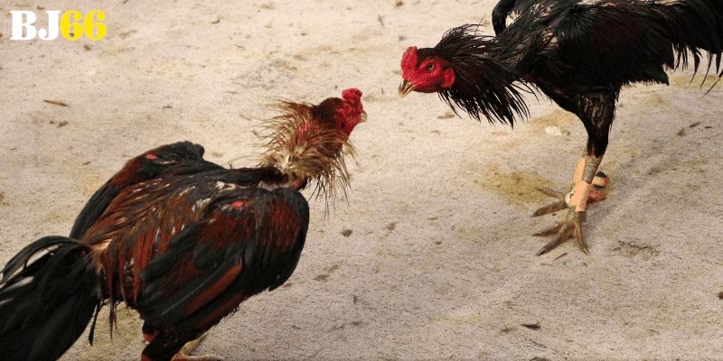 Chiến lược kiểm soát vốn và mẹo chược hiệu quả cho newbie