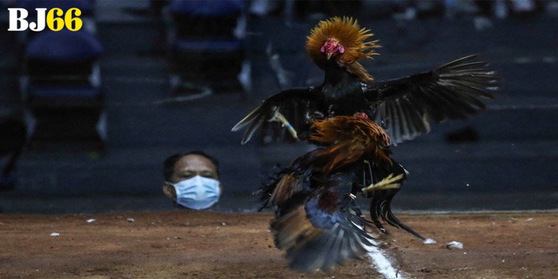 Tổng quan về hướng dẫn cá cược đá gà cho người mới
